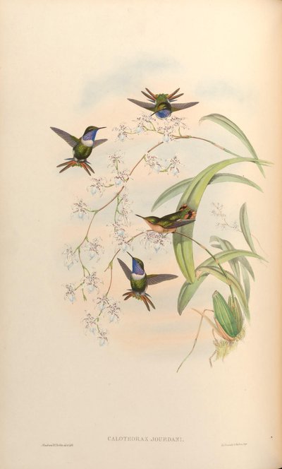 Calothorax jourdani = Chaetocercus jourdanii by John Gould